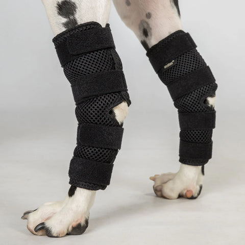 BOT Dog Hock Brace